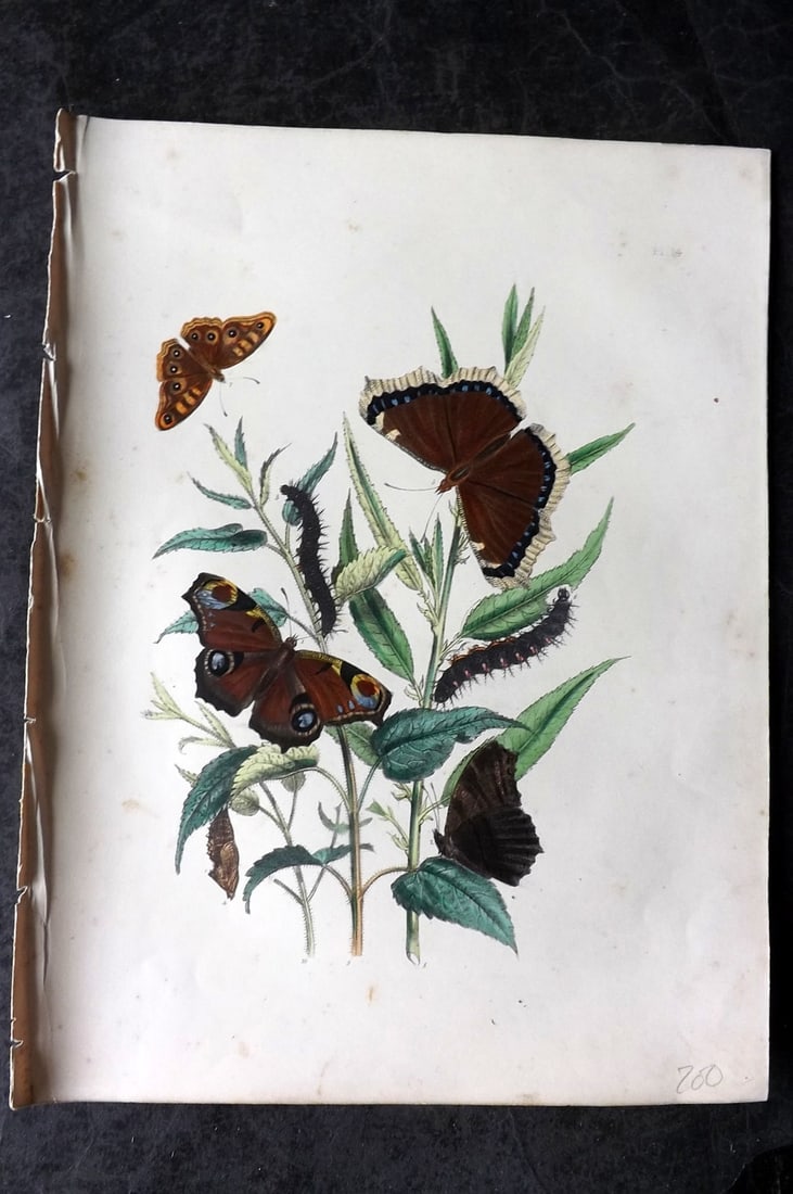 Humphreys & Westwood 1849 Antique Hand Col Butterfly Print 14 Peacock (1 of 1)