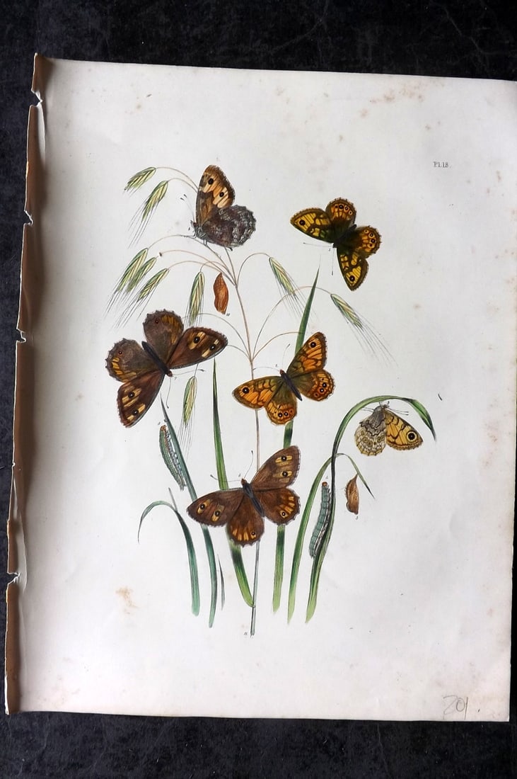 Humphreys & Westwood 1849 Antique Hand Col Butterfly Print 18: Hand Colored Lithograph Published 1849, London for "British Butterflies and their Transformations" by Henry Noel Humphreys & Joseph Westwood. Paper Size: 11 x 8 inch (28 x 21cm) Very minor background 