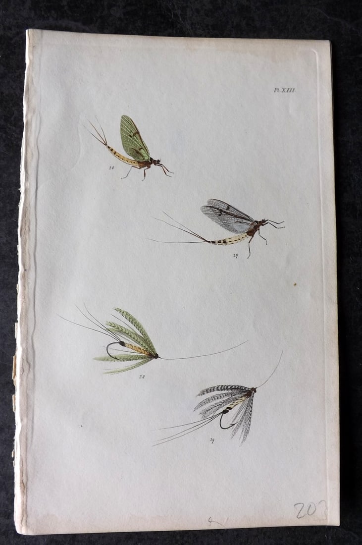 Ronalds 1844 Hand Col Print. Fly Fishing Flies Entomology Angling 13: Hand Colored Etching Published 1844, London for "The Fly Fisher's Entomology" by Alfred Ronalds. Paper Size: 8 x 5 inch (21 x 13cm) Good Condition