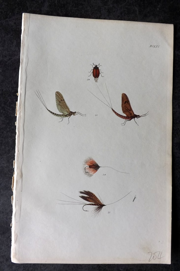 Ronalds 1844 Hand Col Print. Fly Fishing Flies Entomology Angling 14 (1 of 1)