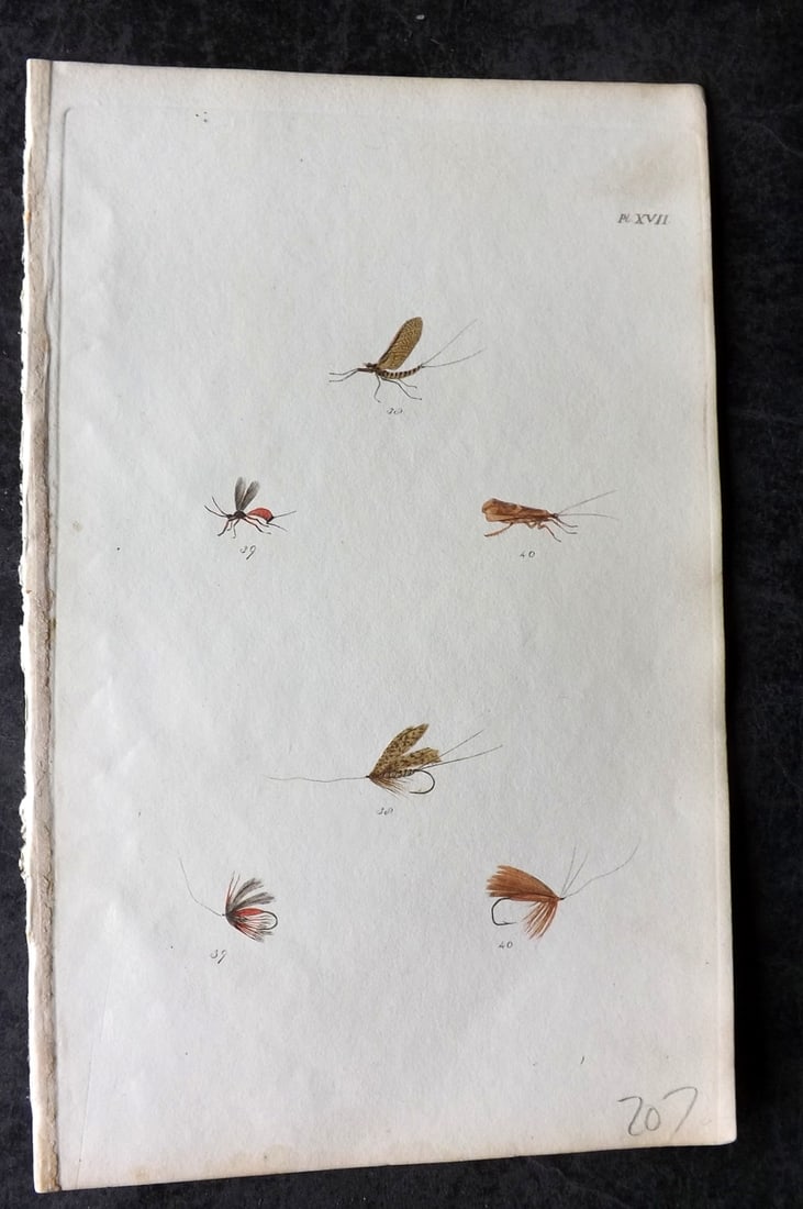 Ronalds 1844 Hand Col Print. Fly Fishing Flies Entomology Angling 17: Hand Colored Etching Published 1844, London for "The Fly Fisher's Entomology" by Alfred Ronalds. Paper Size: 8 x 5 inch (21 x 13cm) Good Condition