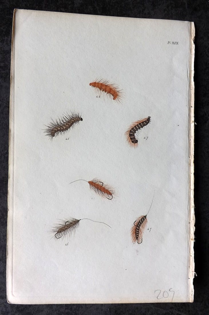 Ronalds 1844 Hand Col Print. Fly Fishing Flies Entomology Angling 19: Hand Colored Etching Published 1844, London for "The Fly Fisher's Entomology" by Alfred Ronalds. Paper Size: 8 x 5 inch (21 x 13cm) Good Condition