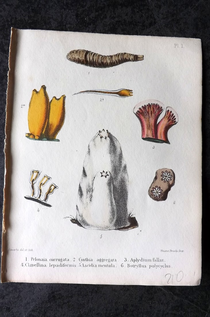 Sowerby, George 1854 HC Shell Print. Pekomaia, Cynthia, Aplydium, Clavellina 01: Hand Colored Lithograph Published 1854, London for "Popular British Conchology..." by George Brettingham Sowerby. Paper Size: 6.25 x 5 inch (16 x 13cm)