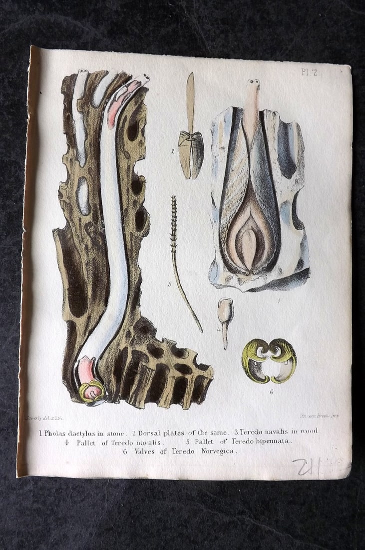Sowerby, George 1854 HC Shell Print. Pholas, Teredo 02: Hand Colored Lithograph Published 1854, London for "Popular British Conchology..." by George Brettingham Sowerby. Paper Size: 6.25 x 5 inch (16 x 13cm)
