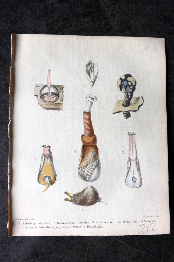 Sowerby, George 1854 HC Shell Print. Xylophaga, Gastrocliaena, Saxicava, Pholadidea 03: Hand Colored Lithograph Published 1854, London for "Popular British Conchology..." by George Brettingham Sowerby. Paper Size: 6.25 x 5 inch (16 x 13cm)