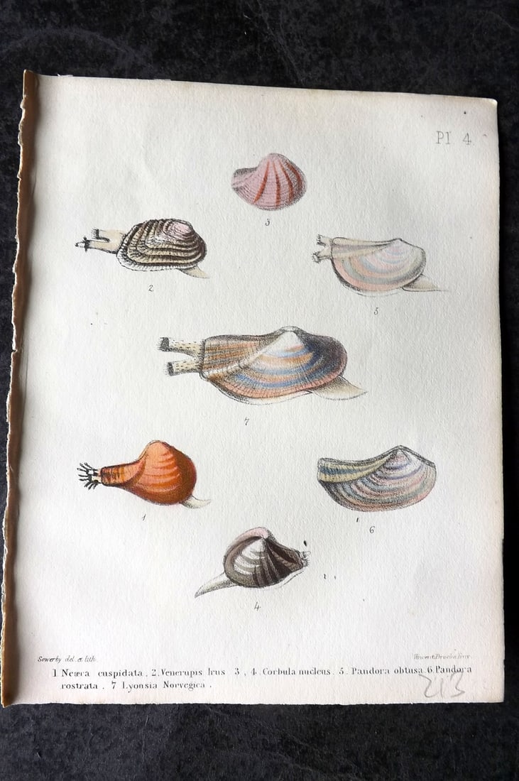 Sowerby, George 1854 HC Shell Print. Neaera, Venerupis, Corbula, Pandora 04: Hand Colored Lithograph Published 1854, London for "Popular British Conchology..." by George Brettingham Sowerby. Paper Size: 6.25 x 5 inch (16 x 13cm)