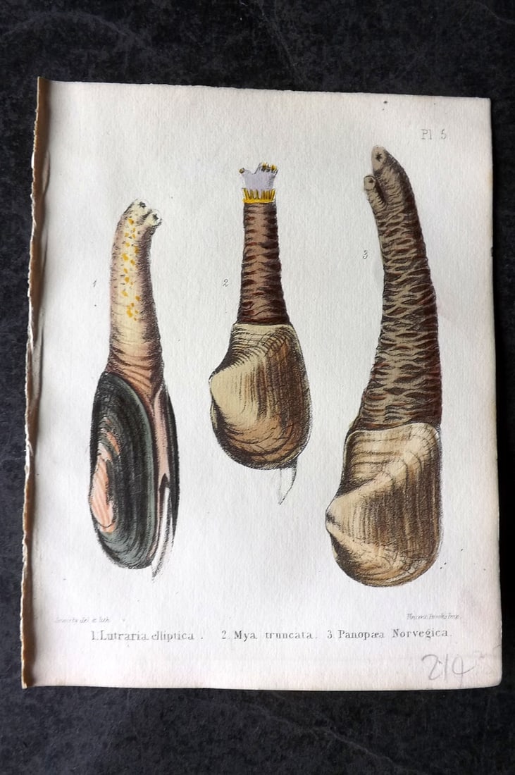Sowerby, George 1854 HC Shell Print. Lutraria, Mya, Panopaea 05: Hand Colored Lithograph Published 1854, London for "Popular British Conchology..." by George Brettingham Sowerby. Paper Size: 6.25 x 5 inch (16 x 13cm)