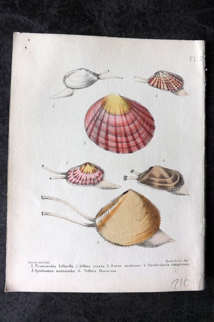 Sowerby, George 1854 HC Shell Print. Psammobia, Tellina, Donax, Scrobicularia 07: Hand Colored Lithograph Published 1854, London for "Popular British Conchology..." by George Brettingham Sowerby. Paper Size: 6.25 x 5 inch (16 x 13cm)