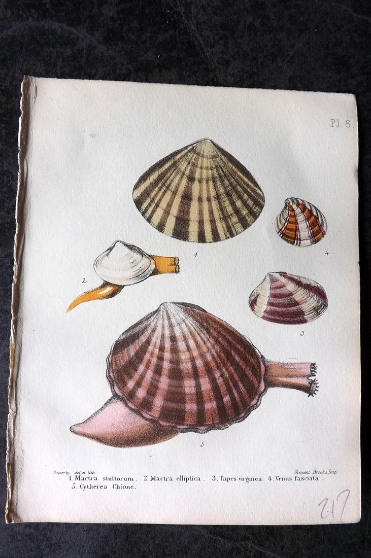 Sowerby, George 1854 HC Shell Print. Mactra, Tapes, Venus, Cytherea 08: Hand Colored Lithograph Published 1854, London for "Popular British Conchology..." by George Brettingham Sowerby. Paper Size: 6.25 x 5 inch (16 x 13cm)