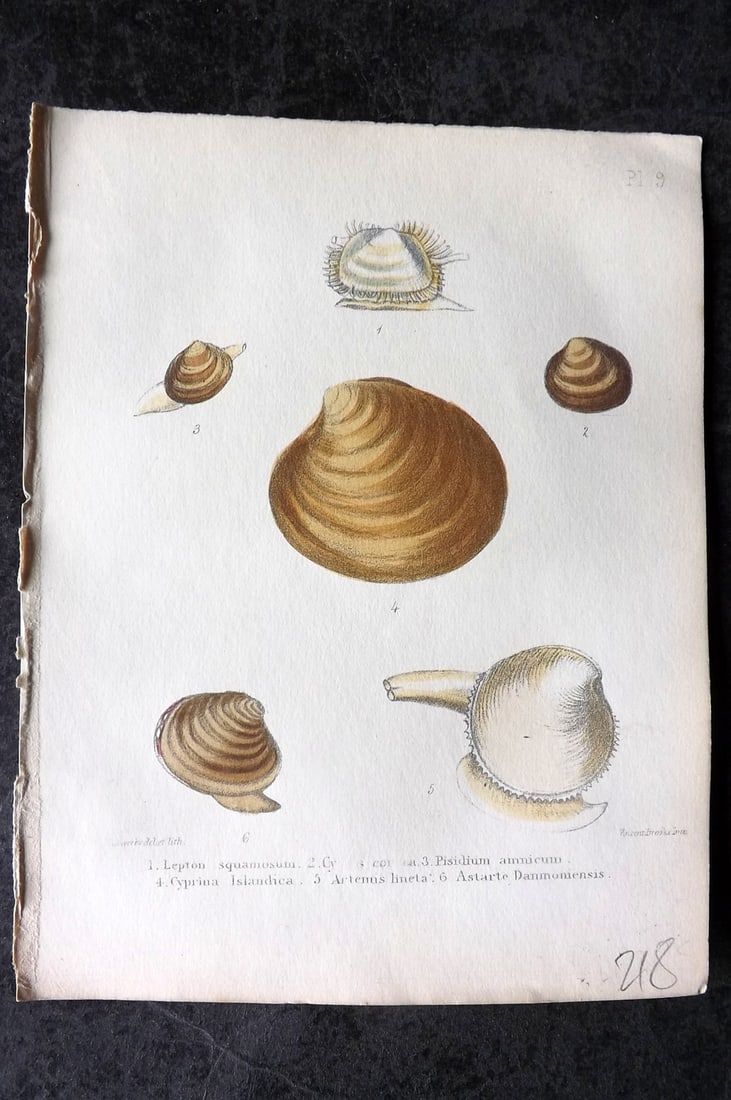 Sowerby, George 1854 HC Shell Print. Lepton, Pisidium, Cyprina, Artemus, Astarte 09: Hand Colored Lithograph Published 1854, London for "Popular British Conchology..." by George Brettingham Sowerby. Paper Size: 6.25 x 5 inch (16 x 13cm)