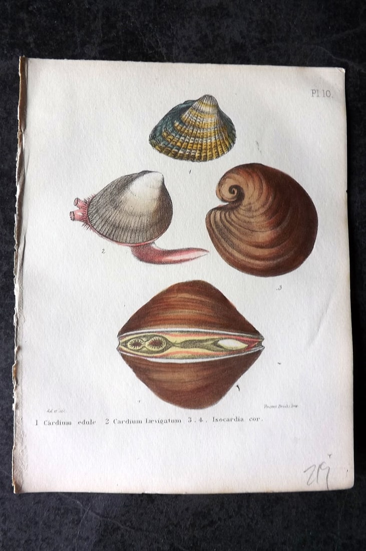Sowerby, George 1854 HC Shell Print. Cardium, Isocardia 10: Hand Colored Lithograph Published 1854, London for "Popular British Conchology..." by George Brettingham Sowerby. Paper Size: 6.25 x 5 inch (16 x 13cm)