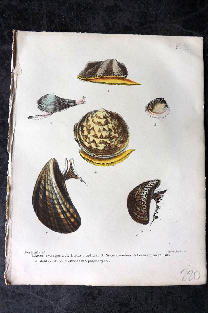Sowerby, George 1854 HC Shell Print. Arca, Laeda, Nucula, Pectunculus, Mytilus 11: Hand Colored Lithograph Published 1854, London for "Popular British Conchology..." by George Brettingham Sowerby. Paper Size: 6.25 x 5 inch (16 x 13cm)