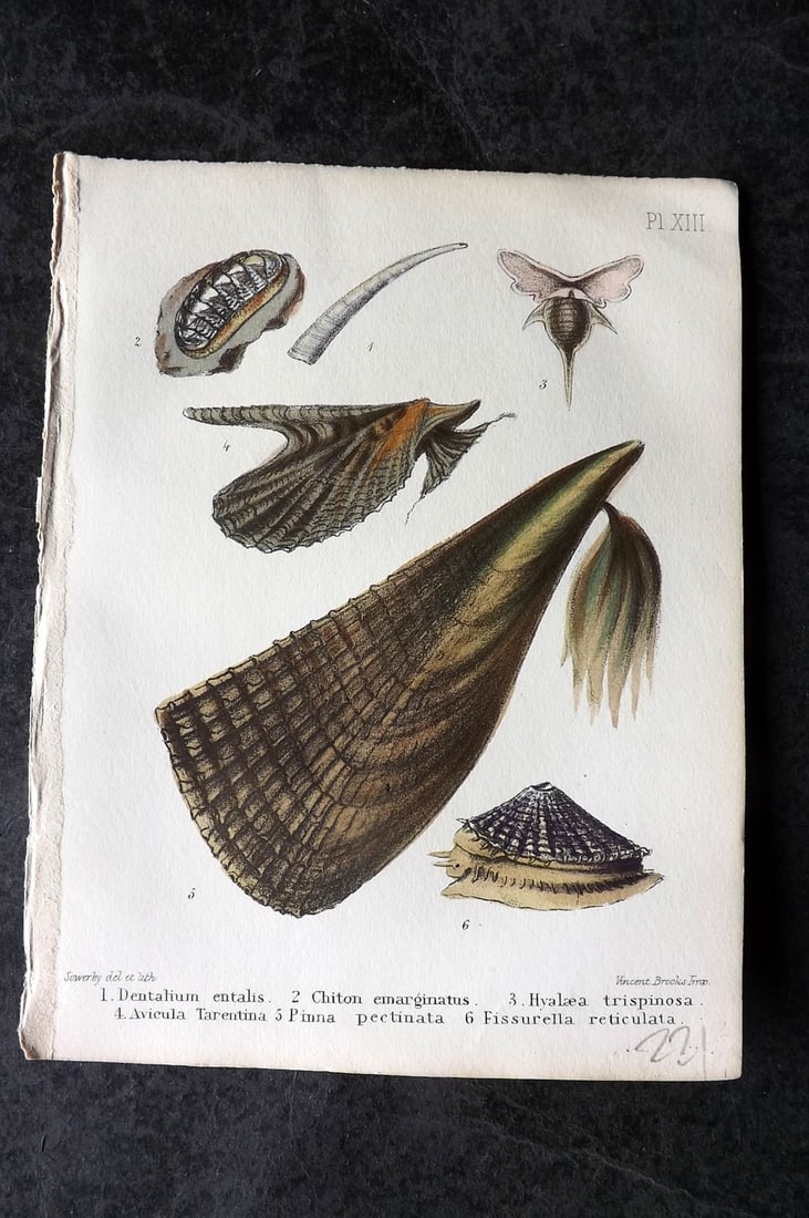 Sowerby, George 1854 HC Shell Print. Dentalium, Chiton, Hyalaea, Avicula, Pinna, Fissurella 13: Hand Colored Lithograph Published 1854, London for "Popular British Conchology..." by George Brettingham Sowerby. Paper Size: 6.25 x 5 inch (16 x 13cm)