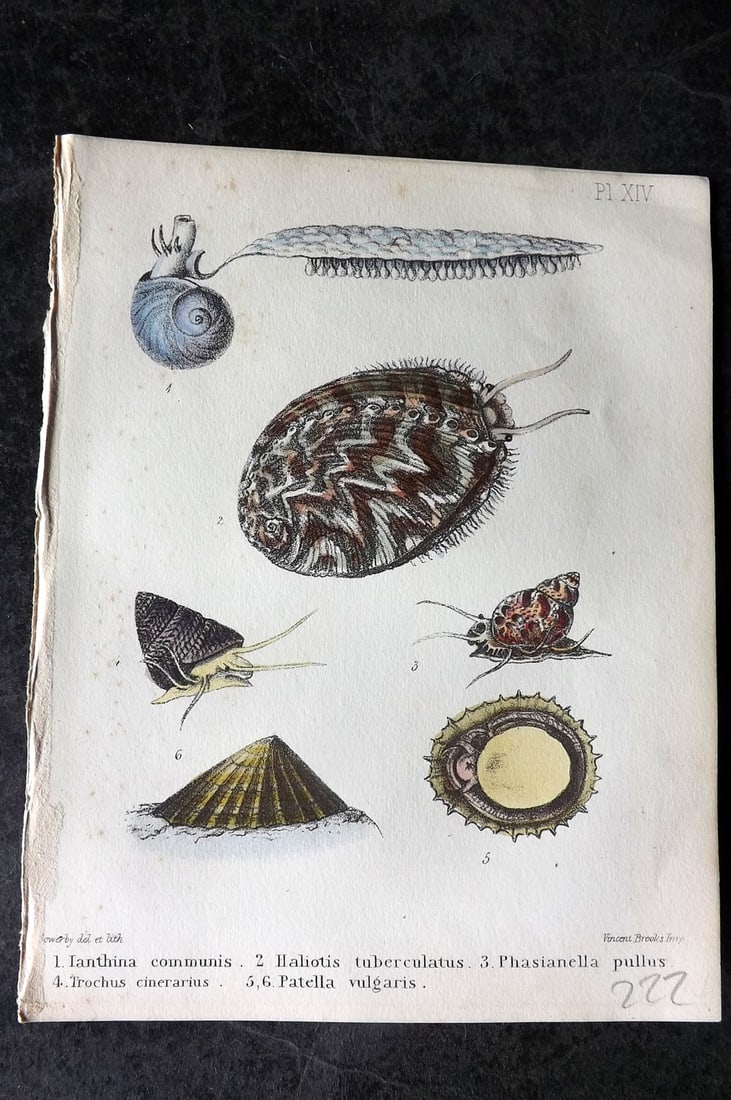 Sowerby, George 1854 HC Shell Print. Ianthna, Haliotis, Phasianella, Trochus, Patella 14: Hand Colored Lithograph Published 1854, London for "Popular British Conchology..." by George Brettingham Sowerby. Paper Size: 6.25 x 5 inch (16 x 13cm)