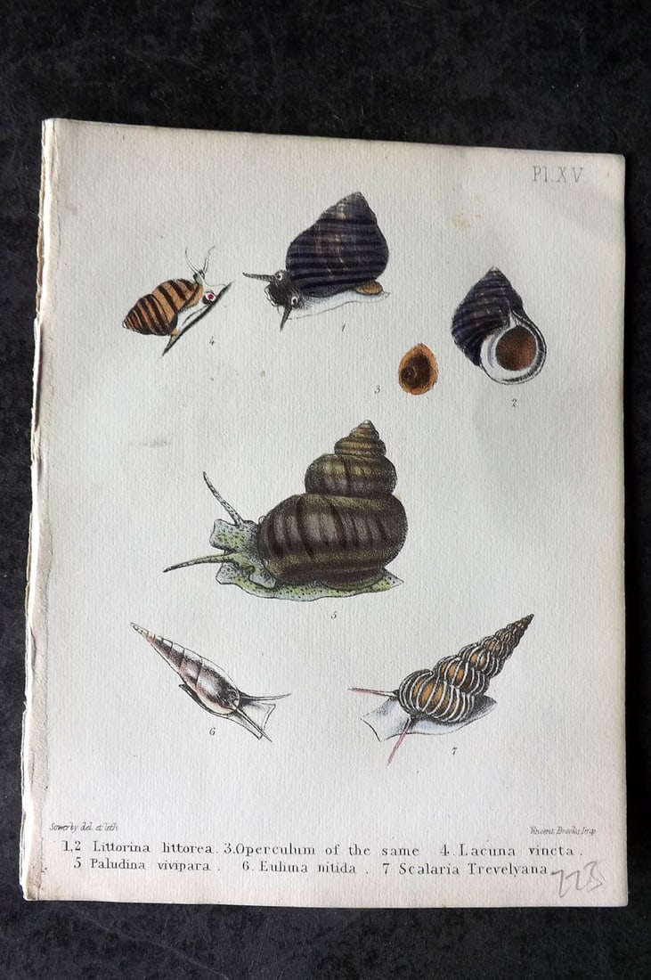 Sowerby, George 1854 HC Shell Print. Littorina, Operculum, Lacuna, Paludina, Eulima, Scalaria 15: Hand Colored Lithograph Published 1854, London for "Popular British Conchology..." by George Brettingham Sowerby. Paper Size: 6.25 x 5 inch (16 x 13cm)