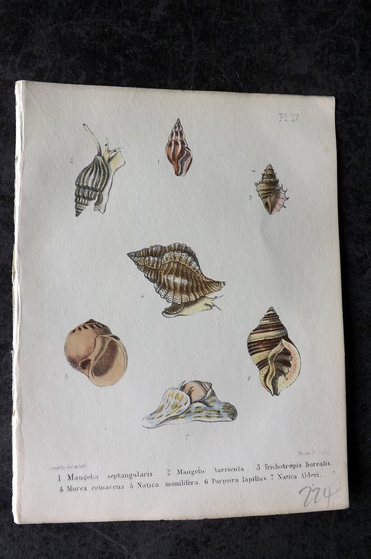 Sowerby, George 1854 HC Shell Print. Mangeha, Trichotropis, Murex, Natica, Purpura 17: Hand Colored Lithograph Published 1854, London for "Popular British Conchology..." by George Brettingham Sowerby. Paper Size: 6.25 x 5 inch (16 x 13cm)