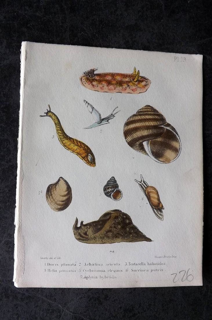 Sowerby, George 1854 HC Shell Print. Doris, Achatina, Testacella, Helix, Cyclostoma, Aplysia 19: Hand Colored Lithograph Published 1854, London for "Popular British Conchology..." by George Brettingham Sowerby. Paper Size: 6.25 x 5 inch (16 x 13cm)