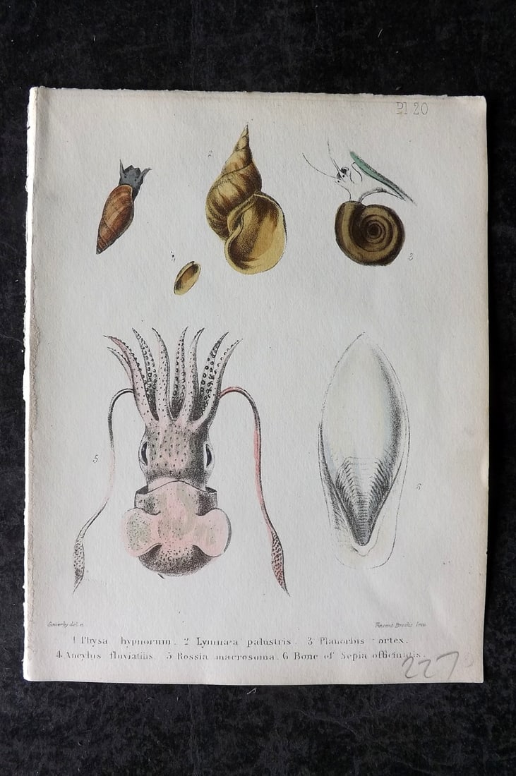 Sowerby, George 1854 HC Shell Print. Physa, Lymnaea, Planorbis, Rossia. Cuttlefish 20: Hand Colored Lithograph Published 1854, London for "Popular British Conchology..." by George Brettingham Sowerby. Paper Size: 6.25 x 5 inch (16 x 13cm)