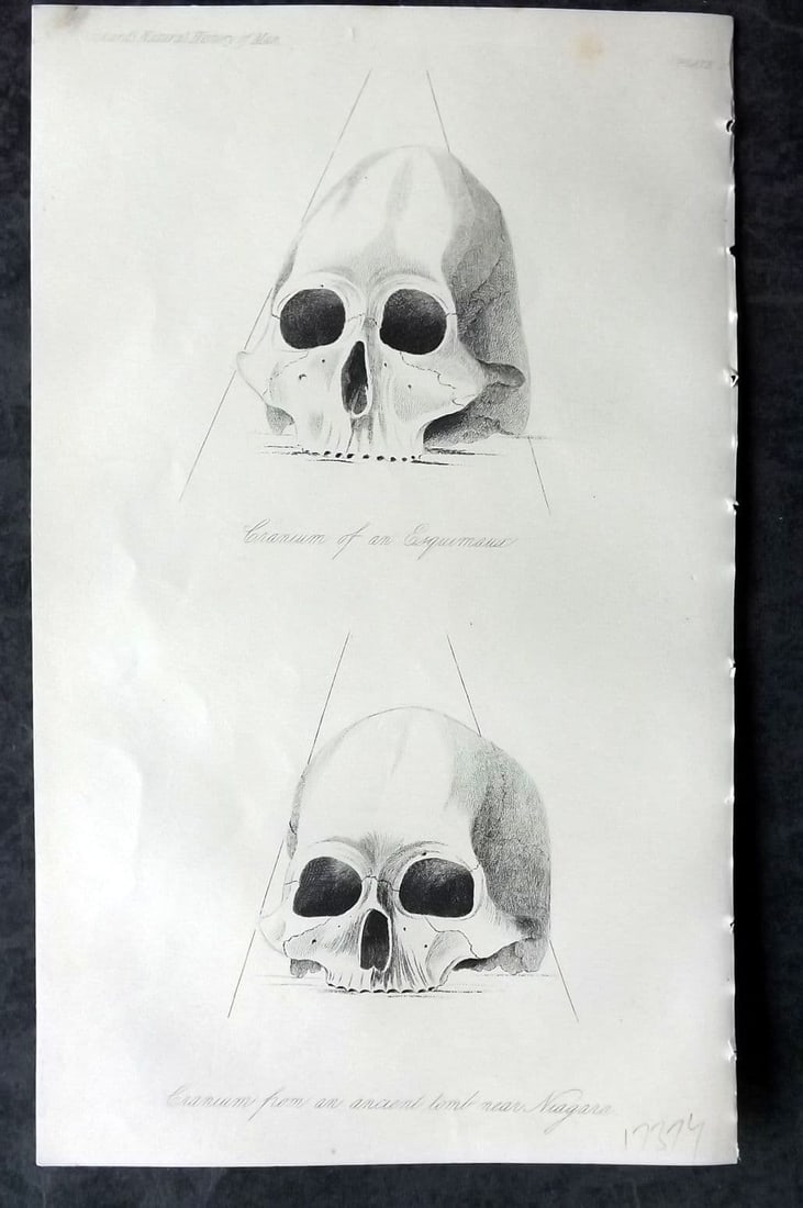 Prichard, James 1855 Antique Print. Cranium of an Eskimaux & Skull from Niagara 02: Antique Aquatint Published 1855 London for "The Natural History of Man" by James Cowles Prichard. Paper Size: 9.5 x 5.5 inch (24 x 14cm) Good Condition