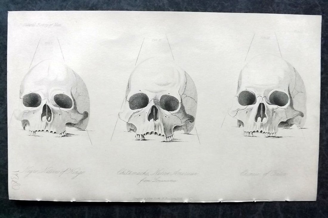 Prichard, James 1855 Skulls from Kongo, American at Louisiana, Chinese of Canton 03: Antique Aquatint Published 1855 London for "The Natural History of Man" by James Cowles Prichard. Paper Size: 9.5 x 5.5 inch (24 x 14cm) Good Condition