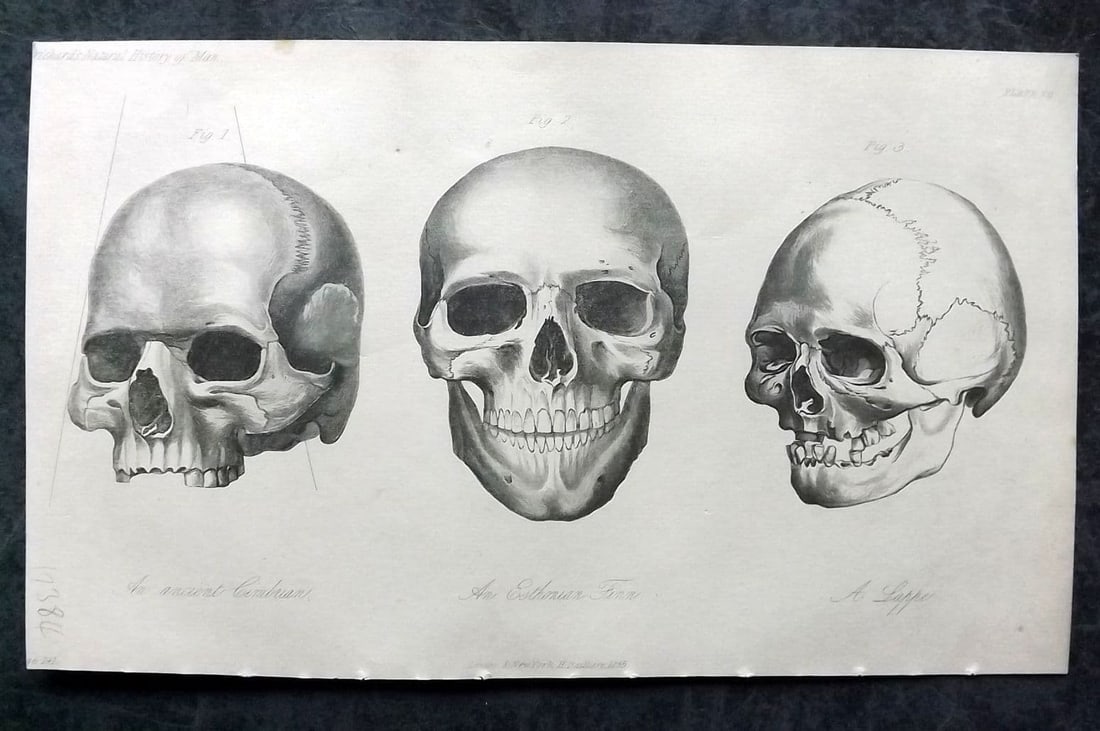 Prichard, James 1855 Antique Print. Skulls of Cimbrian, Esonian Finn, Lappe 07 (1 of 1)