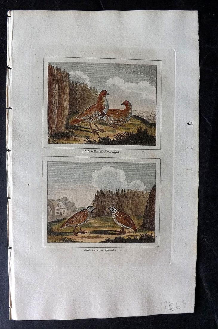 Buffon & Barr 1808 Hand Col Bird Print. Partridges and Quails: Antique Copper Plate Published 1808, London for "Natural History of Birds, Fish, Insects and Reptiles" [Barr's Buffon] by the Comte de Buffon et al. Fine hand colour as issued. Paper Size: 7.5 x 4.5 i