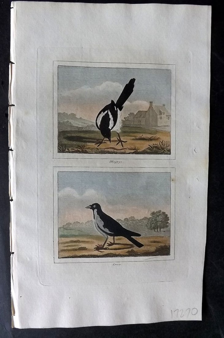 Buffon & Barr 1808 Hand Col Bird Print. Magpie and Crow (1 of 1)