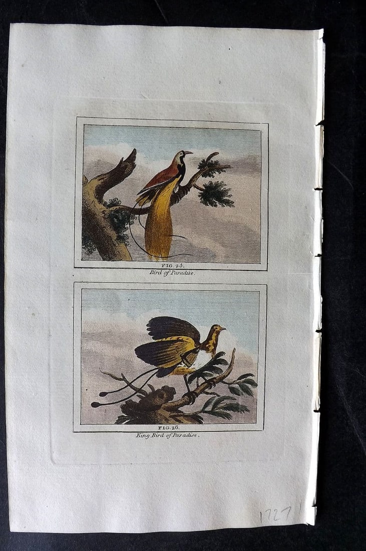Buffon & Barr 1808 Hand Col Bird Print. Birds of Paradise: Antique Copper Plate Published 1808, London for "Natural History of Birds, Fish, Insects and Reptiles" [Barr's Buffon] by the Comte de Buffon et al. Fine hand colour as issued. Paper Size: 7.5 x 4.5 i