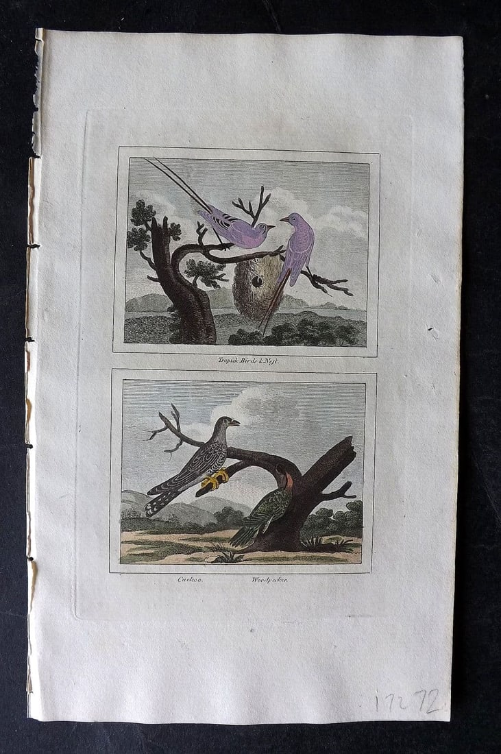 Buffon & Barr 1808 HC Bird Print. Tropick Birds and Nests. Cuckoo, Woodpecker: Antique Copper Plate Published 1808, London for "Natural History of Birds, Fish, Insects and Reptiles" [Barr's Buffon] by the Comte de Buffon et al. Fine hand colour as issued. Paper Size: 7.5 x 4.5 i