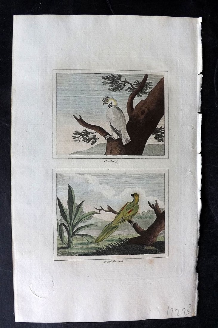Buffon & Barr 1808 Hand Col Bird Print. Lory and Green Parrot (1 of 1)