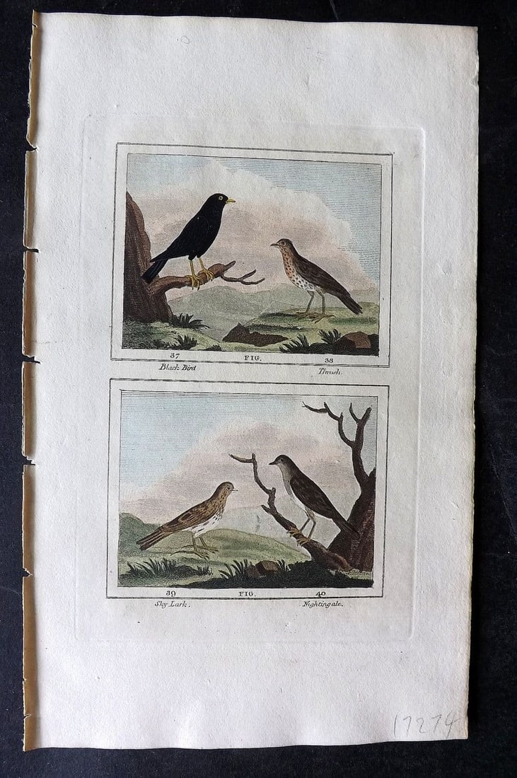 Buffon & Barr 1808 Hand Col Bird Print. Blackbird. Thrush. Sky-lark. Nightingale (1 of 1)