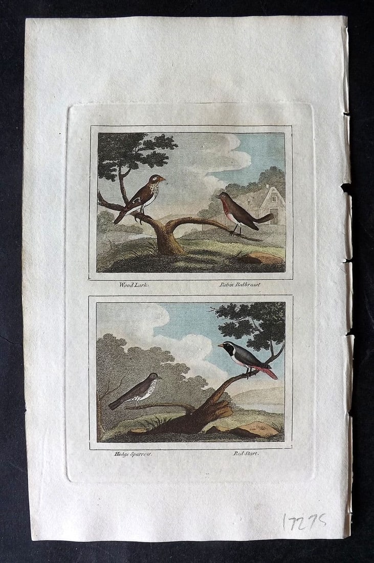 Buffon & Barr 1808 HC Bird Print. Wood-lark. Robin-Redbreast. Hedge Sparrow (1 of 1)