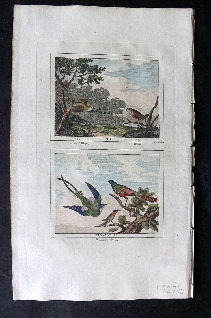 Buffon & Barr 1808 Hand Col Bird Print. Wren & Crested Wren. Hummingbird.: Antique Copper Plate Published 1808, London for "Natural History of Birds, Fish, Insects and Reptiles" [Barr's Buffon] by the Comte de Buffon et al. Fine hand colour as issued. Paper Size: 7.5 x 4.5 i