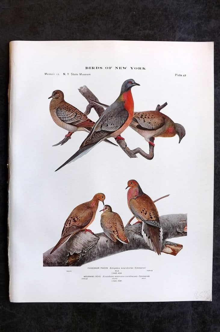 Eaton & Fuertes 1914 Bird Print. Extinct Passenger Pigeon & Mourning Dove 42 (1 of 1)