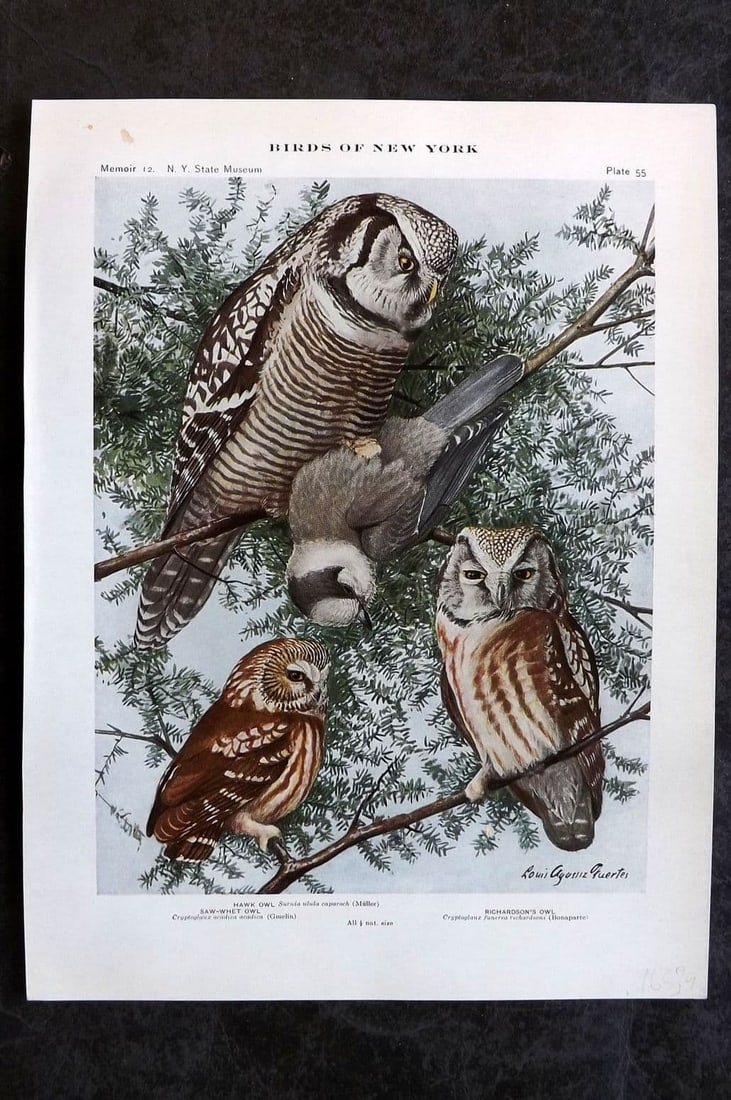 Eaton & Fuertes 1914 Bird Print. Owls - Hawk , Richardson's, Saw-Whet 55 (1 of 1)