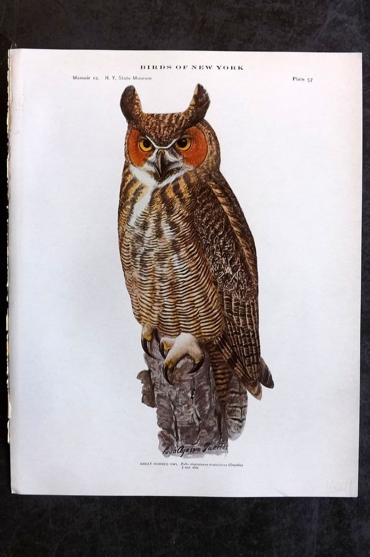Eaton & Fuertes 1914 Bird Print. Great Horned Owl 57: Antique Collotype Published 1909-15, Albany for "The Birds of New York" by Elon Howard Eaton. Illustrated by Louis Agassiz Fuertes. Part of the New York State Museum Annual Report Series. Paper Size: 