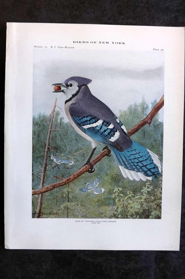 Eaton & Fuertes 1914 Bird Print. Blue Jay 70 (1 of 1)