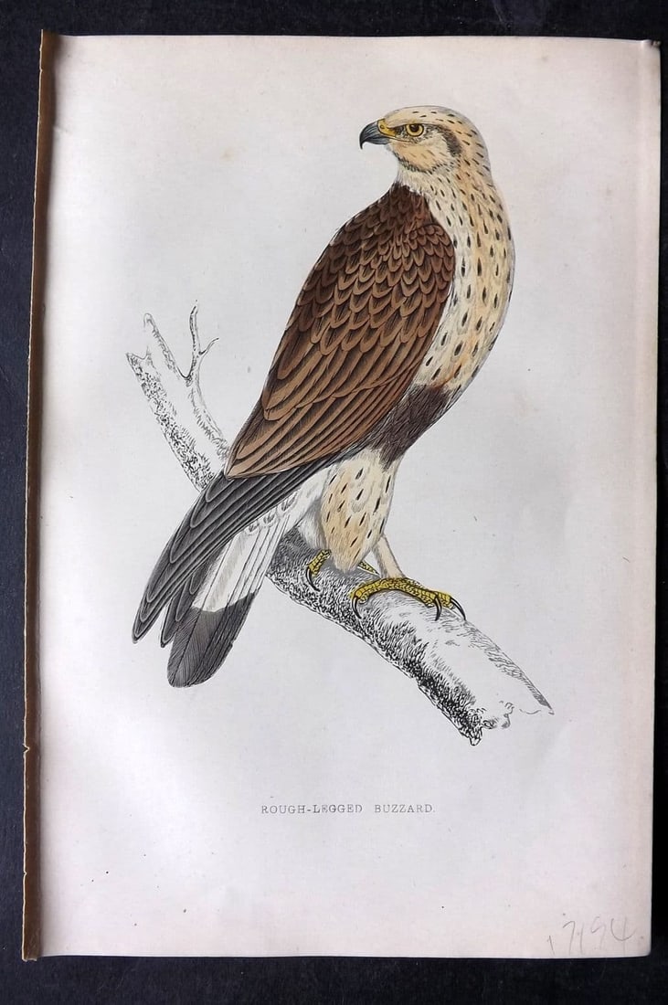 Morris, Francis 1867 Hand Col Bird Print. Rough Legged Buzzard (1 of 1)