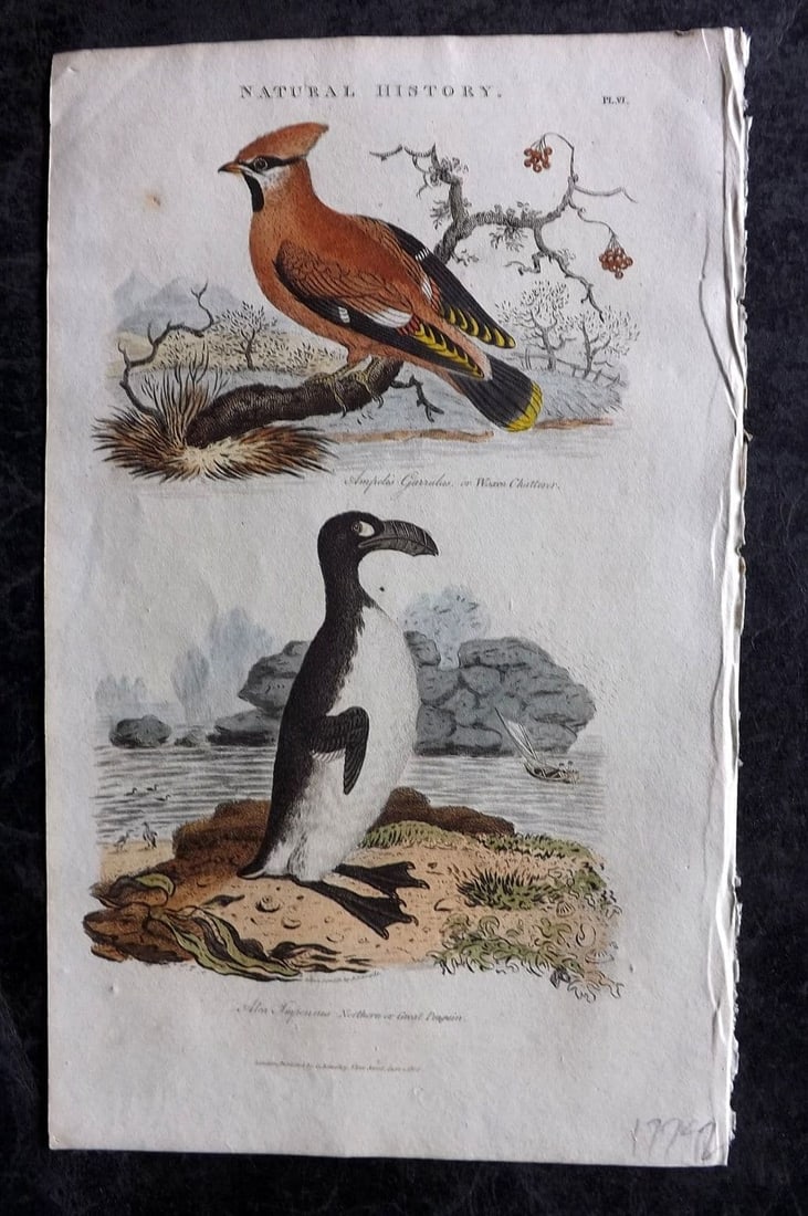 Good, John 1813 Hand Col Bird Print. Waxen Chatterer & Extinct Great Auk 06: Antique Copper Plate Published 1806-13, London for "Pantologia: A New Cyclopaedia, Comprehending a Complete Series of Essays" by John Mason Good et al. Fine hand colour as issued. Great Auk but descri