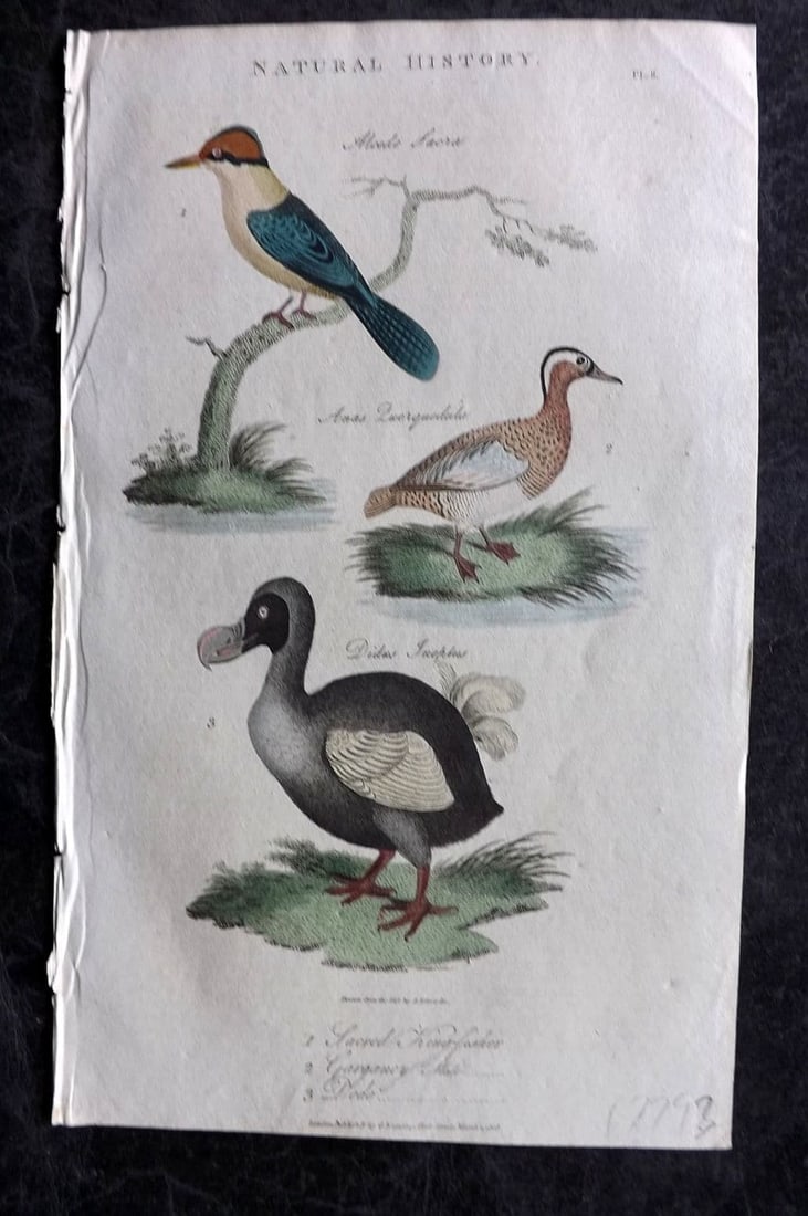 Good, John 1813 Hand Col Bird Print. Sacred Kingfisher, Garganey, Extinct Dodo 02: Antique Copper Plate Published 1806-13, London for "Pantologia: A New Cyclopaedia, Comprehending a Complete Series of Essays" by John Mason Good et al. Fine hand colour as issued. Paper Size: 9.5 x 6 