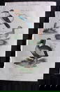 Good, John 1813 Hand Col Bird Print. Sacred Kingfisher, Garganey, Extinct Dodo 02