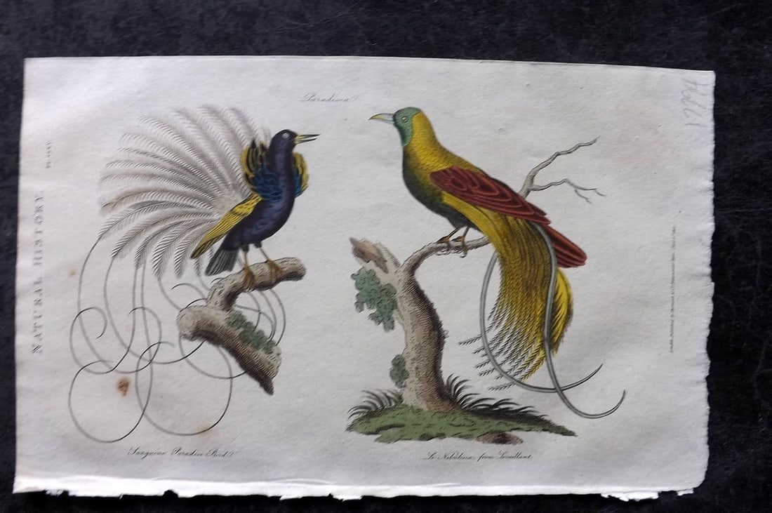 Good, John 1813 Hand Col Bird Print. Sanguine & Le Nebuleux Birds of Paradise 165: Antique Copper Plate Published 1806-13, London for "Pantologia: A New Cyclopaedia, Comprehending a Complete Series of Essays" by John Mason Good et al. Fine hand colour as issued. Paper Size: 9.5 x 6 
