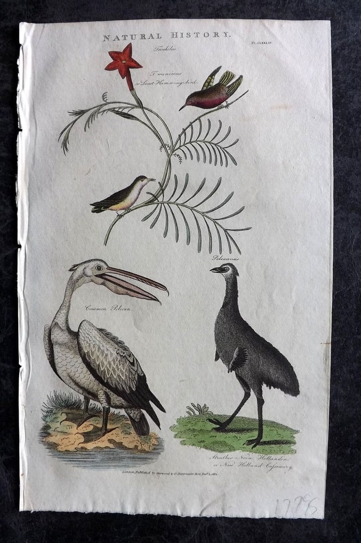 Good, John 1813 HC Bird Print. Least Hummingbird, Pelican, New Holland Cassowary 184: Antique Copper Plate Published 1806-13, London for "Pantologia: A New Cyclopaedia, Comprehending a Complete Series of Essays" by John Mason Good et al. Fine hand colour as issued. Paper Size: 9.5 x 6 