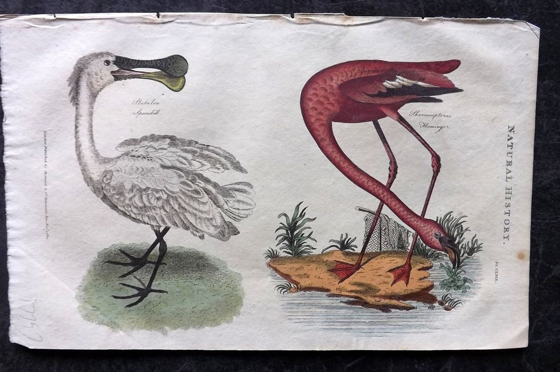 Good, John 1813 Hand Col Bird Print. Spoonbill & Flamingo: Antique Copper Plate Published 1806-13, London for "Pantologia: A New Cyclopaedia, Comprehending a Complete Series of Essays" by John Mason Good et al. Fine hand colour as issued. Paper Size: 9.5 x 6 