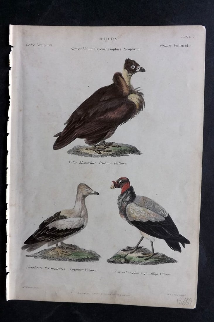 Richardson, John 1862 HCol Bird Print. Neophron, Egyptian Vulture, King Vulture 01 (1 of 1)