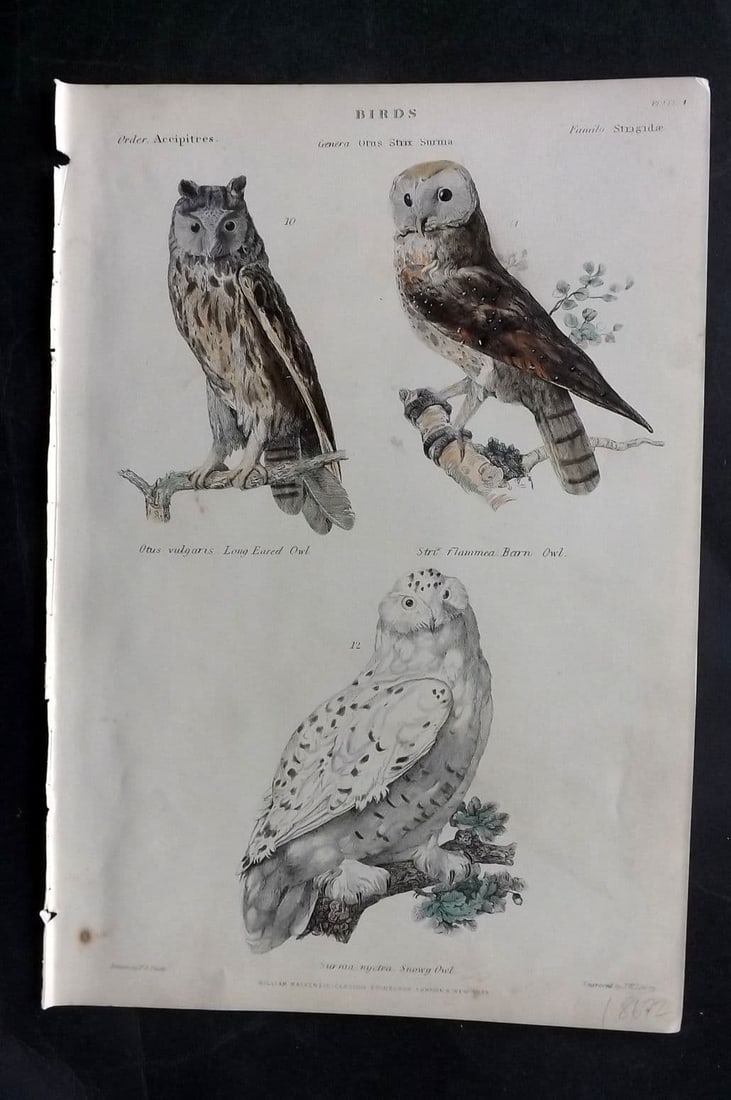 Richardson, John 1862 HC Bird Print. Long Eared Owl, Barn Owl, Snowy Owl 04 (1 of 1)
