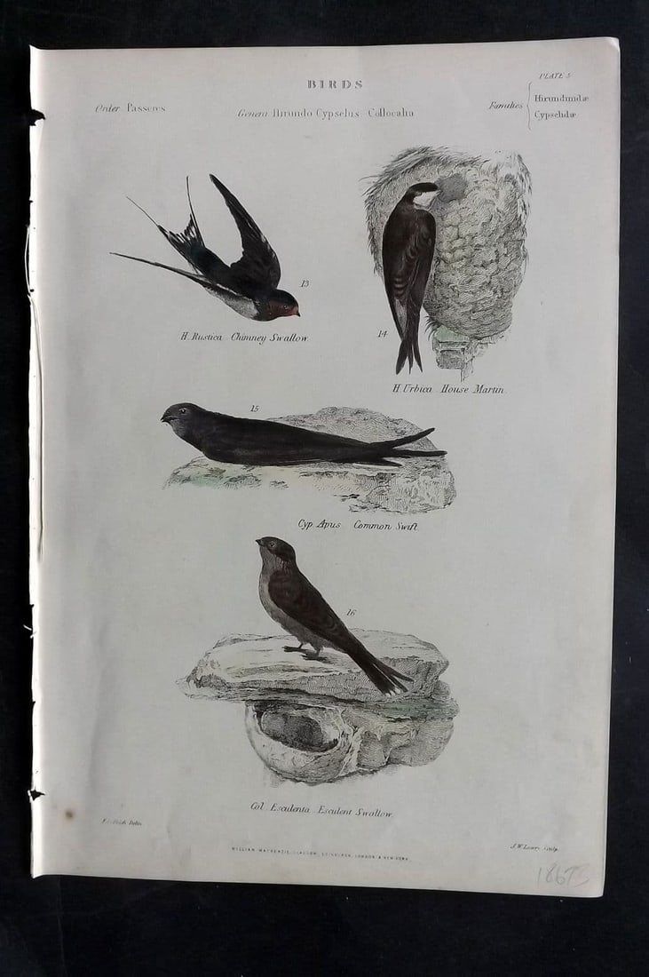 Richardson, John 1862 HC Bird Print. Chimney Swallow, House Martin, Common Swift 05 (1 of 1)