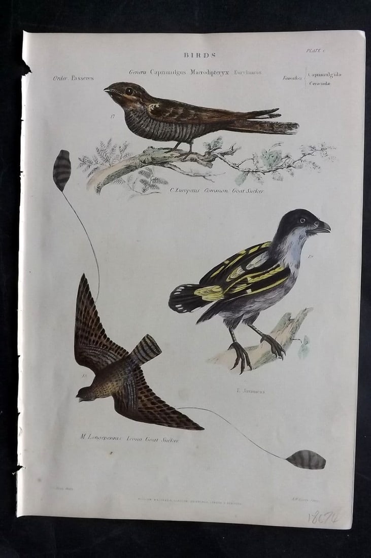 Richardson, John 1862 HC Bird Print. Goat Sucker, Banded Broadbill 06: Antique Steel Engraving/Etching Published 1859-62 by William Mackenzie, Edinburgh & London for "The Museum of Natural History" by John Richardson. Fine contemporary hand colour. Paper Size: 10.5 x 7 i