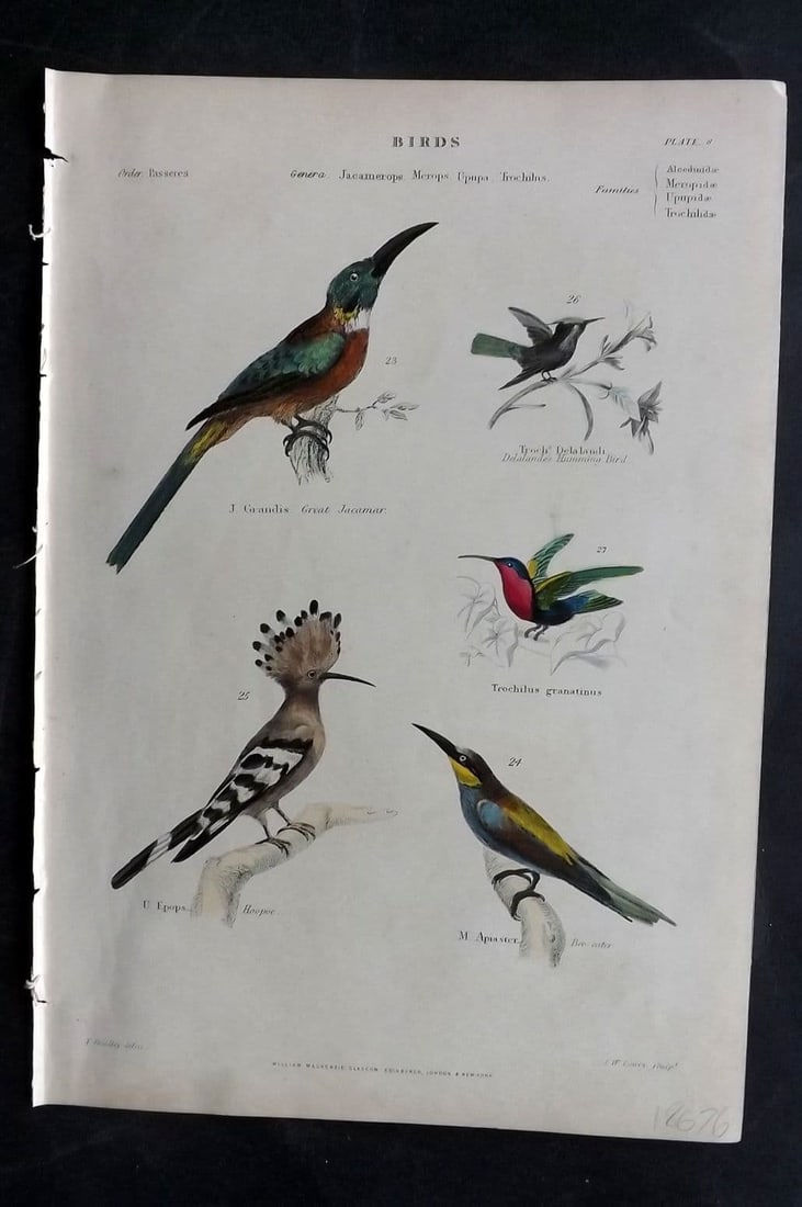 Richardson, John 1862 HC Bird. Jacamar, Hoopoe, Hummingbird, Bee-Eater 08 (1 of 1)