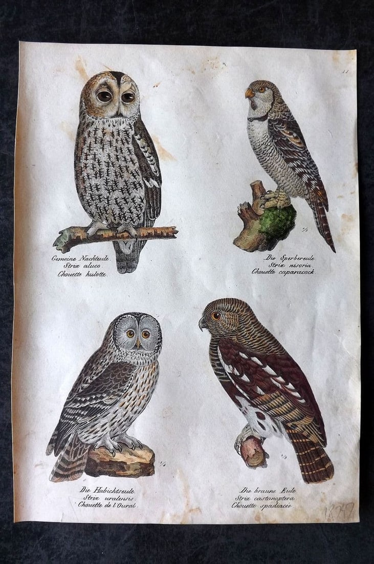 Schinz & Brodtmann 1830 Folio HCol Bird Print. Owls 11 (1 of 1)
